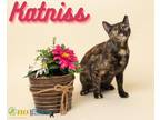 Adopt Katniss a All Black Domestic Mediumhair / Domestic Shorthair / Mixed cat