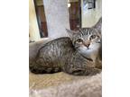 Adopt Jessie a Brown or Chocolate Domestic Shorthair / Domestic Shorthair /