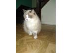 Adopt Spike a White (Mostly) Domestic Longhair / Mixed (long coat) cat in