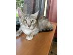 Adopt Joplyn a Gray or Blue Domestic Shorthair / Domestic Shorthair / Mixed cat