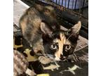 Adopt JOJO a Calico or Dilute Calico Domestic Shorthair (short coat) cat in