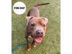 Adopt Pork Chop a Brindle - with White Mixed Breed (Medium) / Mixed dog in