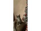 Adopt Leo a Gray, Blue or Silver Tabby Tabby / Mixed (short coat) cat in