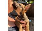 Adopt SHEPHERD MIX PUPPIES a Tricolor (Tan/Brown & Black & White) Shepherd