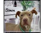 Adopt Simon a Tan/Yellow/Fawn - with White Mixed Breed (Large) / Mixed dog in