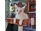Adopt Sativa a White Domestic Shorthair / Mixed cat in Middletown, OH (38865389)