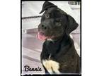 Adopt Bennie a Black - with White Mixed Breed (Large) / Mixed dog in Flint