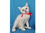 Adopt MAGGIO a White Domestic Shorthair (short coat) cat in Spring