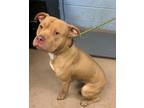 Adopt Butter Rolls a Tan/Yellow/Fawn Mixed Breed (Large) / Mixed dog in