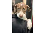 Adopt Thandie a Brown/Chocolate Mixed Breed (Large) / Mixed dog in Florence