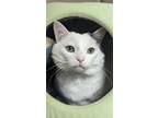 Adopt Fifty Cent a White Domestic Shorthair / Domestic Shorthair / Mixed cat in
