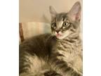 Adopt Alan a Gray or Blue (Mostly) Domestic Shorthair (short coat) cat in