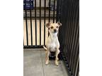 Adopt Jennifer a Mixed Breed (Medium) / Mixed dog in Thousand Oaks