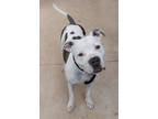 Adopt Medina a White Mixed Breed (Medium) / Mixed dog in Chamblee, GA (38846418)