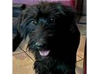 Adopt Sisyphus a Black Labrador Retriever / Mixed dog in Maricopa, AZ (38865147)