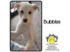 Adopt Bubbles a White Labrador Retriever / Mixed dog in Newburgh, IN (38864964)