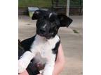 Adopt Nick a Black Border Collie / Mixed dog in Wooster, OH (38865018)
