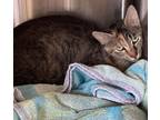 Adopt Victoria a Brown or Chocolate Domestic Shorthair / Domestic Shorthair /