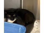 Adopt Tinkerbell a All Black Domestic Shorthair / Domestic Shorthair / Mixed cat