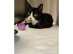 Adopt Janessa a All Black Domestic Shorthair / Domestic Shorthair / Mixed cat in