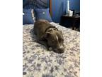 Adopt Neesy a Brindle - with White American Pit Bull Terrier / Mixed dog in
