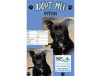 Adopt Pitch a Black American Pit Bull Terrier / Mixed dog in Niagara Falls