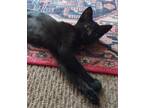 Adopt Lola a Domestic Shorthair / Mixed (short coat) cat in San Jacinto