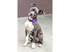 Adopt Federico a Gray/Blue/Silver/Salt & Pepper Mixed Breed (Large) / Mixed dog