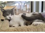 Adopt Portia a Gray or Blue Domestic Shorthair / Domestic Shorthair / Mixed cat