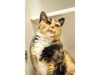 Adopt Sassy a Domestic Shorthair / Mixed (short coat) cat in Park City