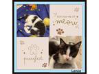 Adopt Lance Hugs Please! a Black & White or Tuxedo Domestic Shorthair (short