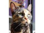 Adopt Kindra a Tortoiseshell Domestic Shorthair (short coat) cat in Grayslake