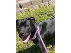 Adopt Echo a Black Labrador Retriever / Mixed dog in Terre Haute, IN (31731994)