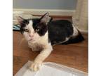 Adopt Bernard a White Domestic Longhair / Mixed cat in Fairfax Station