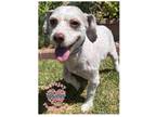 Adopt Lucky Star a White Poodle (Miniature) / Mixed dog in Inglewood