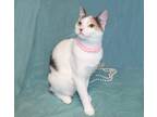 Adopt Priscilla a White (Mostly) Calico (short coat) cat in Victoria