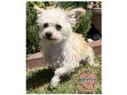Adopt COH Casey a White Terrier (Unknown Type, Small) / Mixed dog in Inglewood