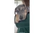 Adopt Astor a Black - with Gray or Silver Weimaraner / Bloodhound / Mixed dog in
