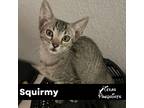 Adopt Squirmy a Gray, Blue or Silver Tabby Tabby (short coat) cat in Dallas