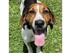 Adopt Molly a White - with Tan, Yellow or Fawn Coonhound / Mixed dog in Staten