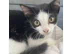Adopt Scout a All Black Domestic Shorthair / Mixed cat in St.