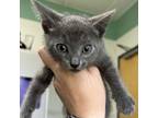 Adopt Grizz a Gray or Blue Domestic Shorthair / Mixed cat in Columbiana