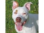 Adopt Halo a White - with Tan, Yellow or Fawn Mixed Breed (Medium) / Mixed dog