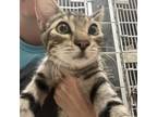 Adopt Blessings a Gray or Blue Domestic Shorthair / Mixed cat in St.
