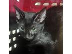 Adopt Eggy a All Black Domestic Shorthair / Mixed cat in St.