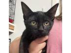 Adopt Bitty a All Black Domestic Shorthair / Mixed cat in South Houston