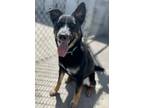 Adopt Yogi a Black German Shepherd Dog / Mixed Breed (Large) / Mixed dog in