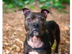 Adopt Mae a Black - with Brown, Red, Golden, Orange or Chestnut Pit Bull Terrier