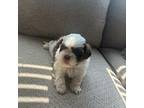 Shih Tzu Puppy for sale in Pearland, TX, USA