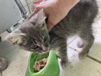 Adopt WINKY a Gray, Blue or Silver Tabby Domestic Shorthair (short coat) cat in